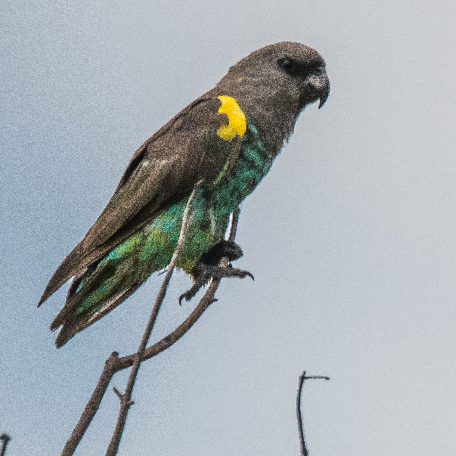Perroquet de Meyer adulte (Meyer's parrot, Poicephalus meyeri), Magweggana spillway, Delta de l'Okavango, Botswana.